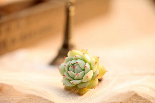 推荐（推荐的英文）