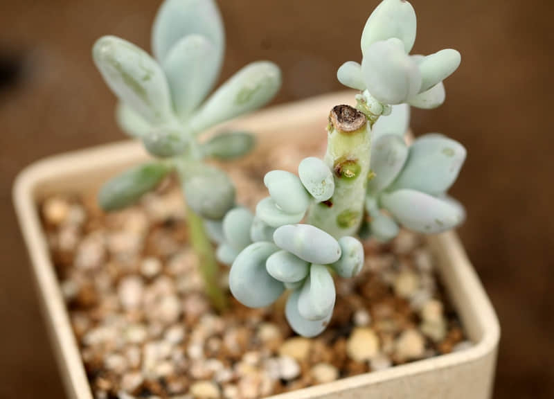 兵马俑的紫色（兵马俑的紫色来源存疑 知乎）