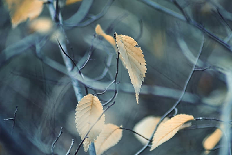 九曲湾天气预报15天（九曲湾景区天气预报）