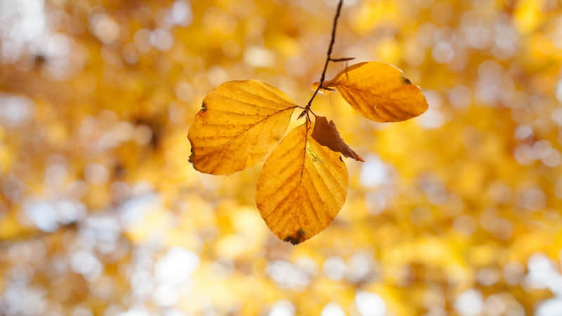 老君山旅游攻略景点必去（老君山景区景点）