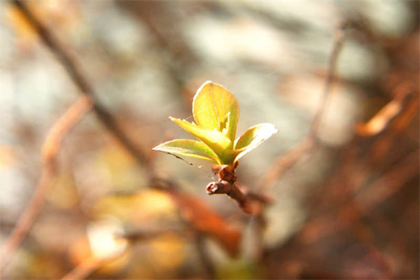 珠海旅游度假木屋搭建（珠海木屋度假庄园）
